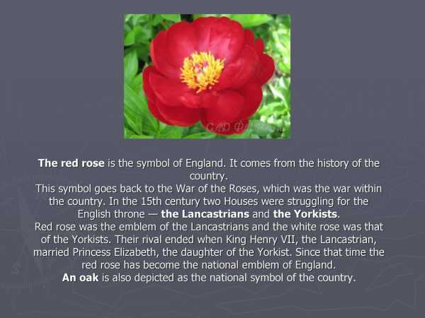 Red rose is symbol of england is